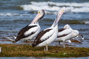 Pelican with Crested Tern and Cormorant