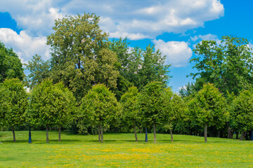 Idyllic view of well-groomed trees in a park. Background with a city park on a summer day.