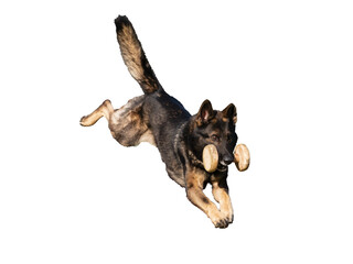 German shepherd during the jump in an agility test