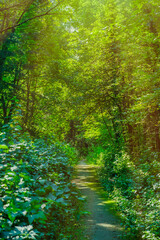 A cozy path in the park between the trees. Summer background with place for walking in nature.