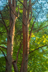 Fototapeta premium Pine trees in the forest in the bright orange light of the sun.