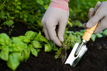 weed removal in a garden with a long root, care and cultivation of vegetables, plant cultivation, weed control, root remover in the hands of a gardener