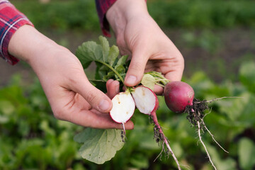 radish pests in the garden, worms and cabbage fly larvae, radishes in a cut in the hands of a farmer
