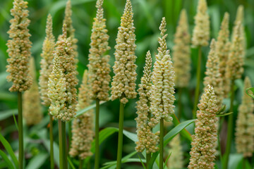 Closeup shot of Pearl Millet or Bajra Pennisetum glaucum background


