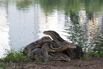 Beautiful Asian water monitors in the park