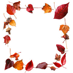 Fototapeta premium A collection of colorful autumn leaves forms a beautiful border, perfect for enhancing seasonal crafts and designs, autumn leaf frame border on transparent background