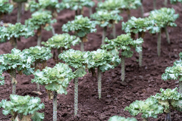 succulent plant in garden