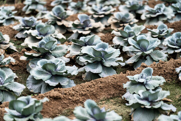 succulent plant in garden