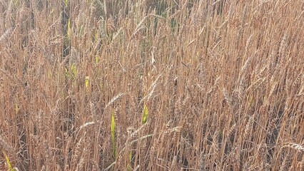 Fototapeta premium Vibrant golden wheat field basking in the sun s glow on a summer day