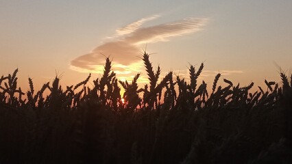 Golden wheat field at sunset with a beautiful sky and clouds in the background