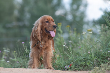 A beautiful cocker spaniel plays on the field.
