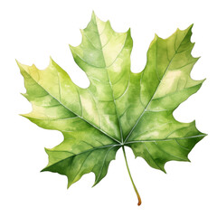 Fototapeta premium Watercolor Sycamore Leaf Isolated on a Transparent Background