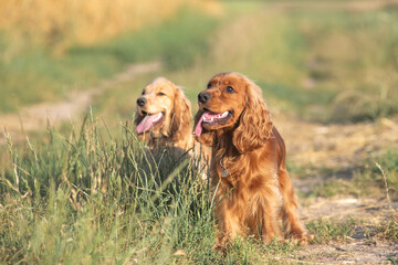 A beautiful cocker spaniel plays on the field.