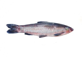 Mahseer fish is found in Southeast Asia. They are commercially important game fish, as well as highly esteemed food fish. Mahseer fetch high market price and are potential for aquaculture. 