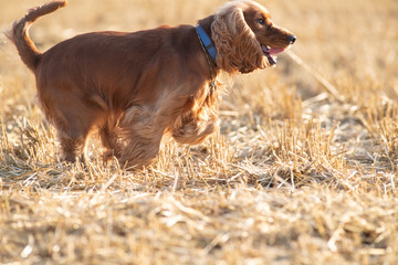 A beautiful cocker spaniel plays on the field.