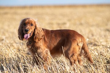 A beautiful cocker spaniel plays on the field.