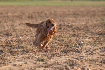 A beautiful cocker spaniel plays on the field.
