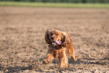 A beautiful cocker spaniel plays on the field.