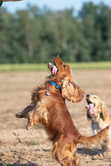 A beautiful cocker spaniel plays on the field.