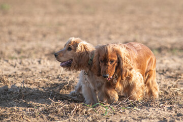 A beautiful cocker spaniel plays on the field.