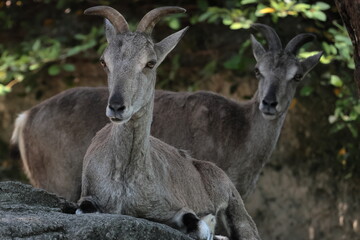 スーチョワンバーラル
