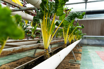 green plant in pipe in greenhouse