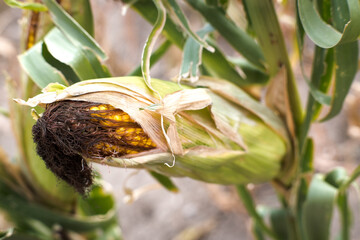Ripe corn cobs ready for harvest.
