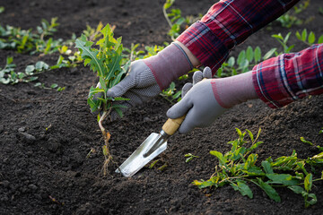 weed removal in a garden with a long root, care and cultivation of vegetables, plant cultivation, weed control, root remover in the hands of a gardener