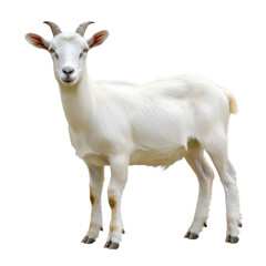 Obraz premium Goat object isolated on transparent png.