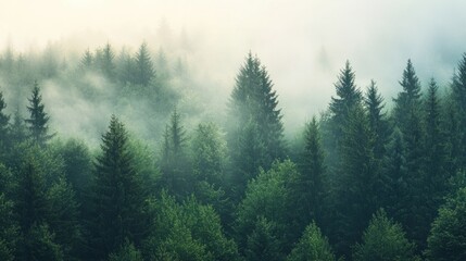 Misty Forest