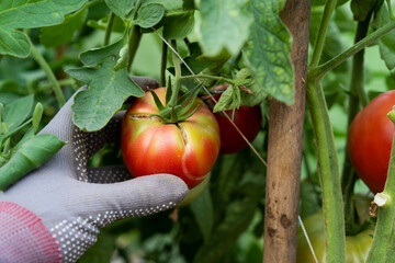cracks on greenhouse tomato fruits, cracking of tomato skin, the problem of tomato harvest