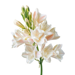 Fototapeta premium Mexican tuberose object isolated on transparent png.