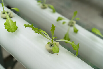 plant growing in pipe in greenhouse