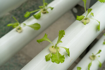 plant growing in pipe in greenhouse