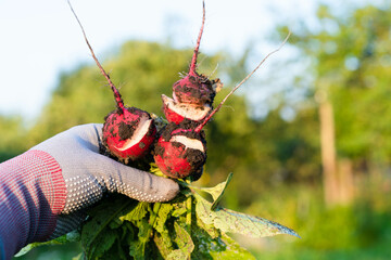 cracked radish, deformation of radish fruits, crop defects