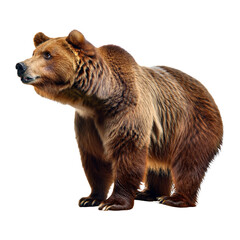 Fototapeta premium Grizzly bear isolated on white background