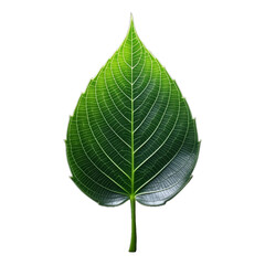 Fototapeta premium Green leaf isolated