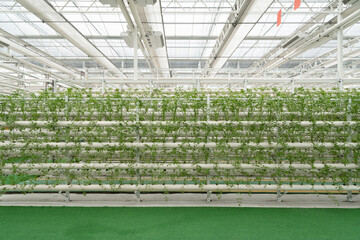 plant in pipe in greenhouse