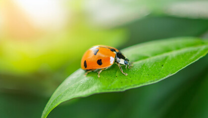 Fototapeta premium Lady bug on green leaf. Small insect. Ecology and environment concept. Close-up.