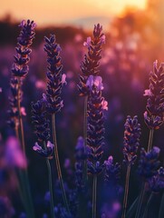 Obraz premium Purple Lavender Field at Sunrise