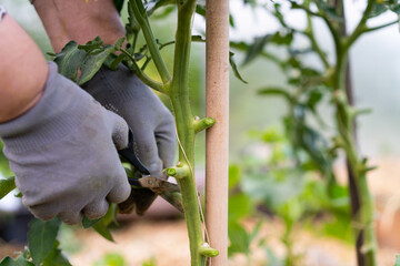 caring for vegetables in the garden, the farmer works with a pruner with scissors in the greenhouse...