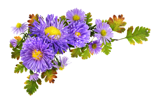 Purple flowers (aster and chrysanthemum) with seasonal leaves in a corner autumn arrangement isolated on white or transparent background - Powered by Adobe