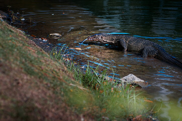 The Asian water monitor (Varanus salvator) is a large varanid lizard native to South and Southeast Asia.
