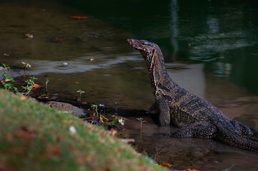 The Asian water monitor (Varanus salvator) is a large varanid lizard native to South and Southeast Asia.