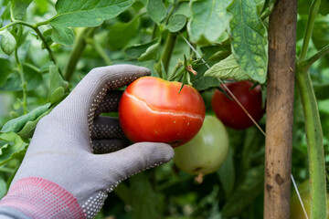 Problems of vegetable garden and tomatoes in the garden, cracked tomatoes on a branch