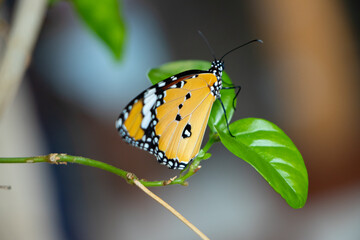 A beautiful yellow butterfly is sitting on a leaf 