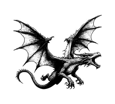 wyvern dragon hand drawn sketch vector