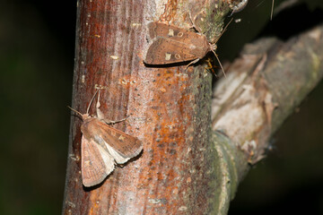  Braune Spätsommer-Bodeneule (Xestia xanthographa)