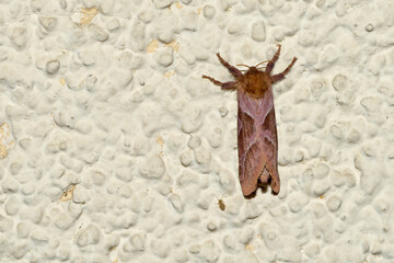 Ampfer-Wurzelbohrer (Triodia sylvina) Männchen