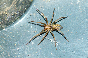 Feldwinkelspinne (Eratigena agrestis, Syn.: Tegeneria agrestis) 